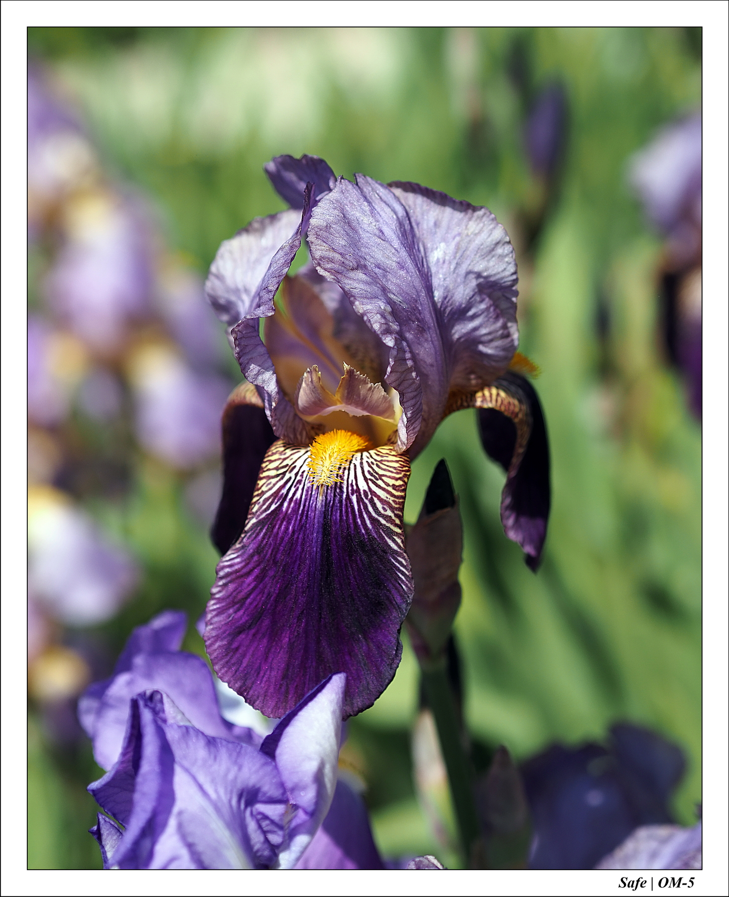 2024 - 05 - Bagatelle - 15